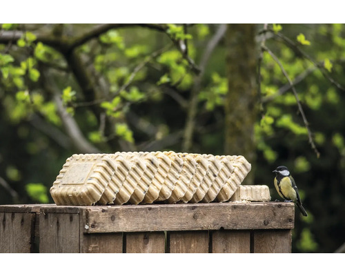 Rangée de gâteaux pour oiseaux sur une boîte en bois avec une mésange charbonnière