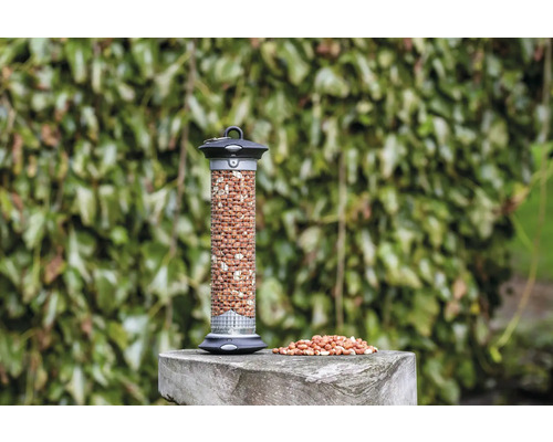 Mangeoire à oiseaux remplie de cacahuètes sur un socle en pierre