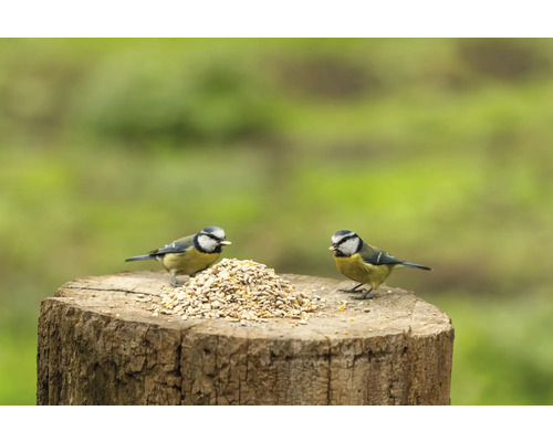 Deux mésanges bleues mangent des graines pour oiseaux sur une souche d''arbre