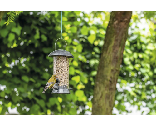 Distributeur de nourriture pour oiseaux avec nourriture et oiseau