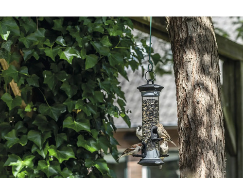 Mangeoire à oiseaux avec nourriture et oiseaux, suspendue à un arbre.