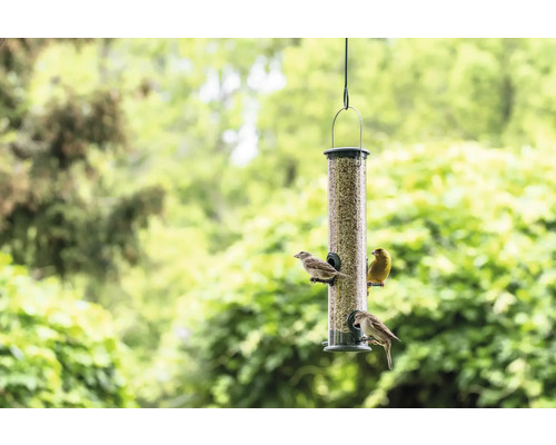 Mangeoire à oiseaux avec des oiseaux dans le jardin