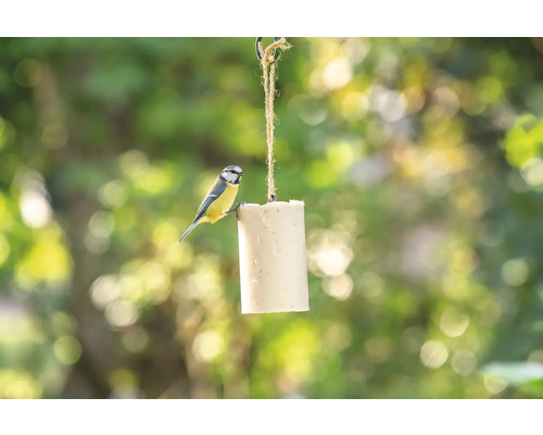 Mésange bleue sur bloc de nourriture suspendu dans le jardin
