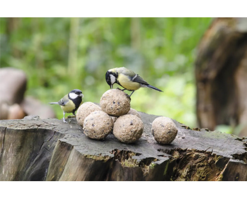 Deux mésanges picorent plusieurs boules de graisse sur une souche d''arbre
