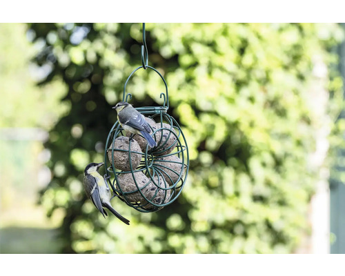 Mangeoire à oiseaux avec boules de graisse et oiseaux