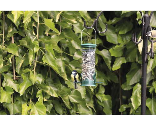 Mangeoire à oiseaux avec graines et oiseaux sur un crochet