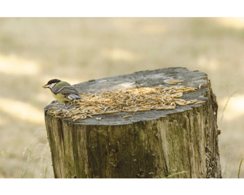 Mésange charbonnière sur une souche d''arbre avec des vers de farine