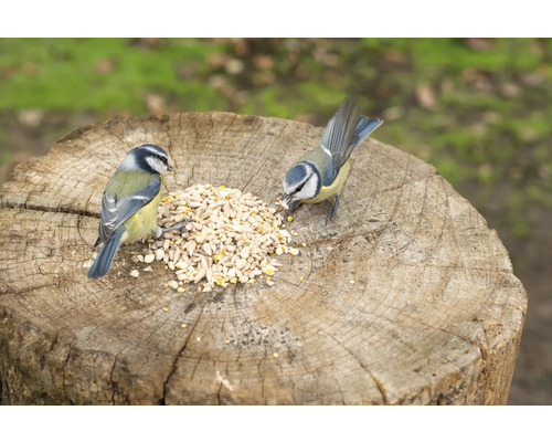 Deux mésanges bleues mangent des graines pour oiseaux sur une souche d''arbre.