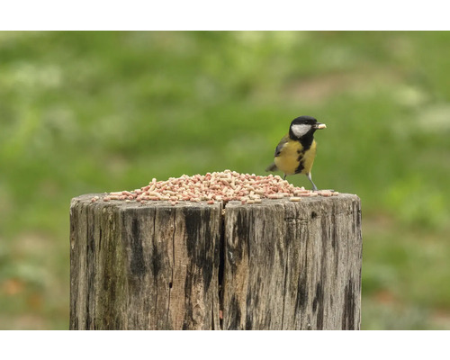 Kohlmeise frisst Vogelfutter auf einem Baumstumpf.
