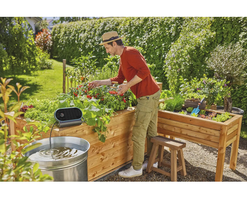 Mann erntet Tomaten aus einem Hochbeet mit Bewässerungssystem im Garten.