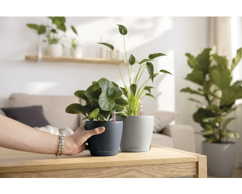 Deux plantes d''intérieur dans des pots de fleurs sur une table