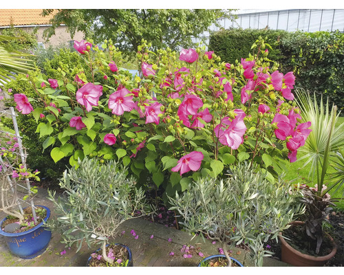 Vue de jardin avec fleurs d''hibiscus, oliviers et palmiers