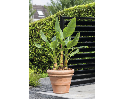 Bananier dans un pot de fleurs en terre cuite pour le jardin