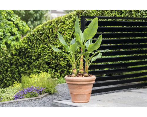 Bananier en pot de fleurs en terre cuite dans le jardin