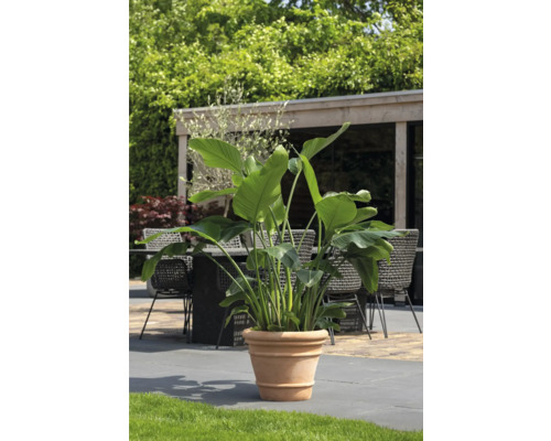 Strelitzia en pot en terre cuite pour l''extérieur