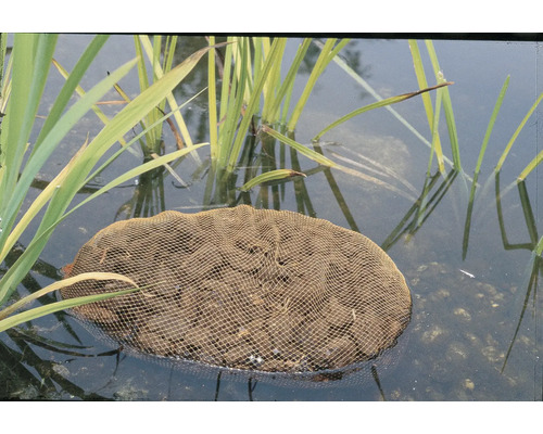 Scène d''étang avec un couvercle de panier pour plantes aquatiques dans l''eau et les plantes environnantes
