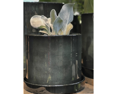 Plante en pot avec soucoupe