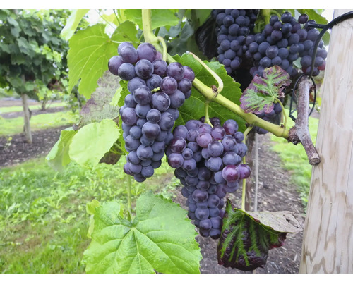 Gros plan de raisins sur un cep de vigne dans un vignoble.