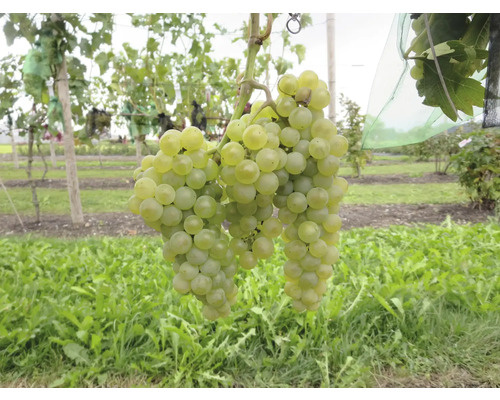 Raisins suspendus à la vigne dans le vignoble
