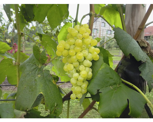 Trauben am Weinstock mit grünen Blättern