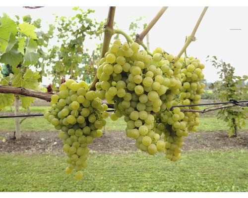 Raisins blancs sur la vigne dans le vignoble