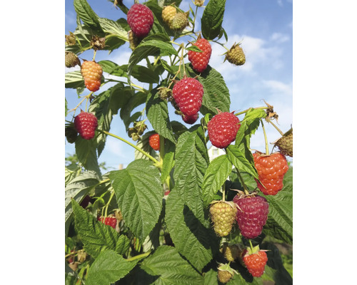 Framboisier avec fruits mûrs et non mûrs