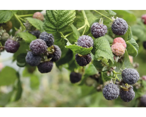 Nahaufnahme von reifen Brombeeren an einem Strauch.