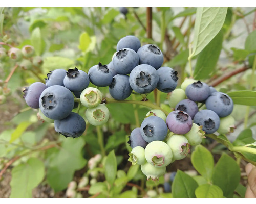 Nahaufnahme von frischen Heidelbeeren an einem Strauch