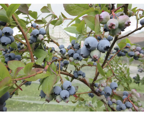 Gros plan d''un arbuste à myrtilles avec des fruits mûrs et non mûrs.