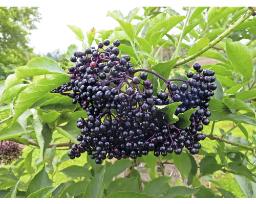 Holunderbeeren am Strauch mit grünen Blättern