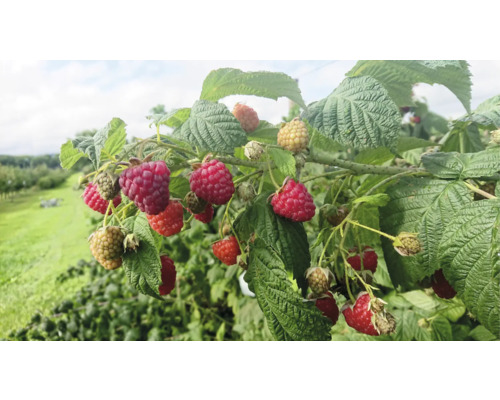 Himbeeren wachsen an einem Strauch