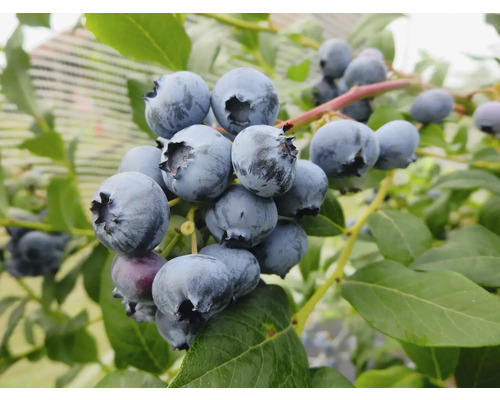 Gros plan de myrtilles mûres sur un arbuste
