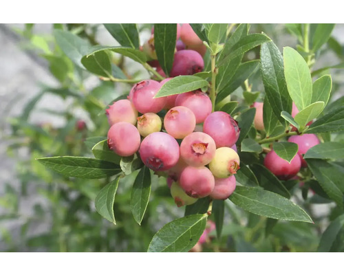 Nahaufnahme von noch nicht reifen Heidelbeeren am Strauch