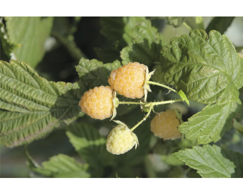 Gelbe Himbeeren an einem Strauch mit grünen Blättern