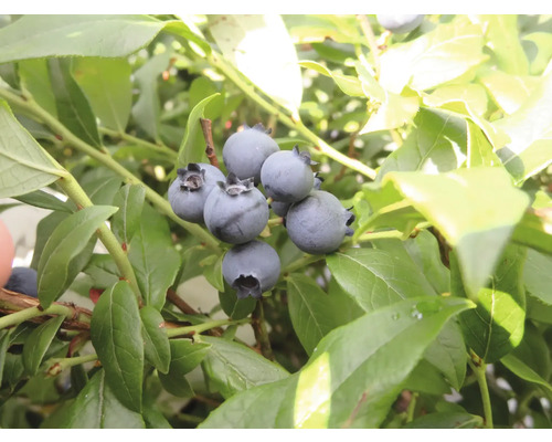 Blaubeeren am Strauch mit grünen Blättern