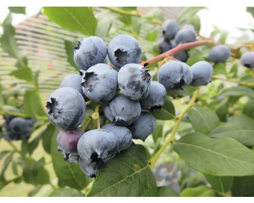 Heidelbeeren am Strauch mit Blättern.