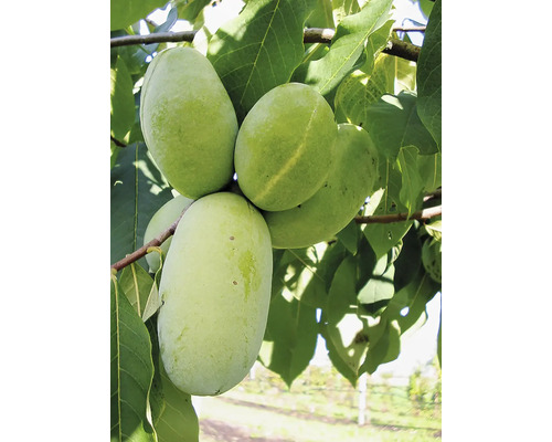 Nahaufnahme von Indianerbananen am Baum