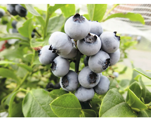 Nahaufnahme einer Blaubeerenpflanze mit reifen Früchten