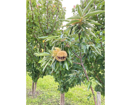 Châtaignier avec fruits mûrs dans le jardin