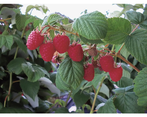 Himbeerstrauch mit reifen Früchten und grünen Blättern.