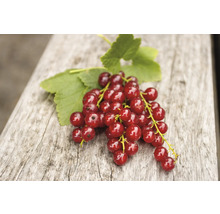 Groseilles à grappes avec feuilles sur bois