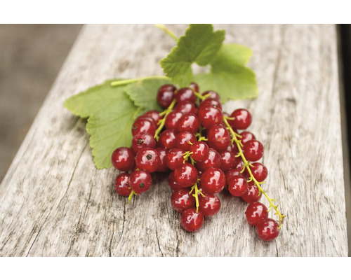 Groseilles à grappes avec feuilles sur bois