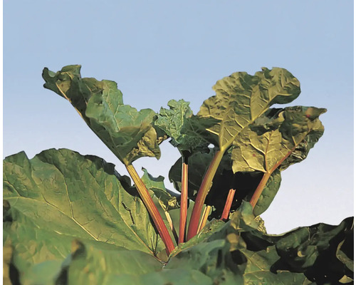 Plant de rhubarbe HOLSTEIN BLUT CO 2, 20-40 cm Plant de rhubarbe HOLSTEIN BLUT CO 2, 20-40 cm