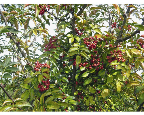 Arbuste avec des feuilles vertes et des baies rouges