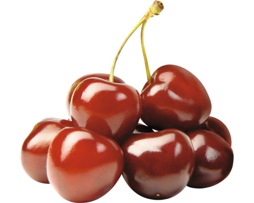 Un groupe de cerises avec des tiges