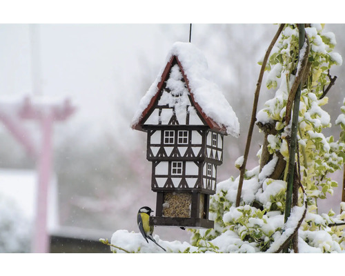 Vogelhaus im Fachwerkstil mit Schnee und einer Kohlmeise