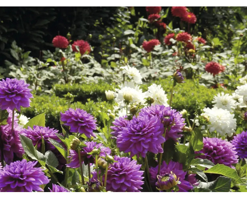Nahaufnahme von lila, roten und weißen Dahlien in einem Garten.