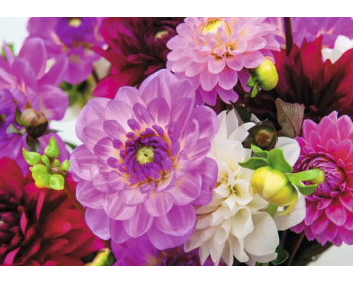 Nahaufnahme von Dahlienblüten in verschiedenen Farbtönen