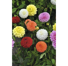 Verschiedenfarbige Dahlienblüten mit grünen Blättern