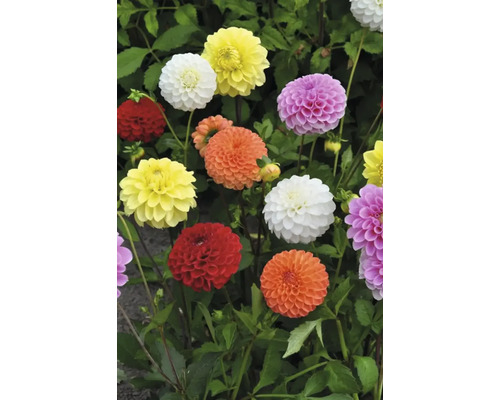 Verschiedenfarbige Dahlienblüten mit grünen Blättern